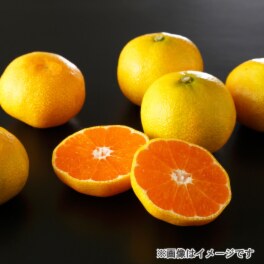 さわやかな甘さ 紀州みかん “ゆら早生”