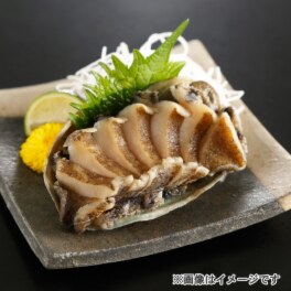 やわらか蝦夷あわび １０個セット