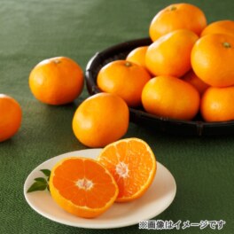 愛媛県西宇和産 小玉みかん“玉手箱”